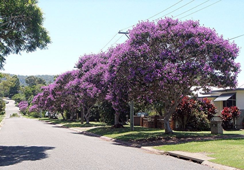 COMUNICADO: Árvores para plantio em calçadas - Prefeitura de Saquarema