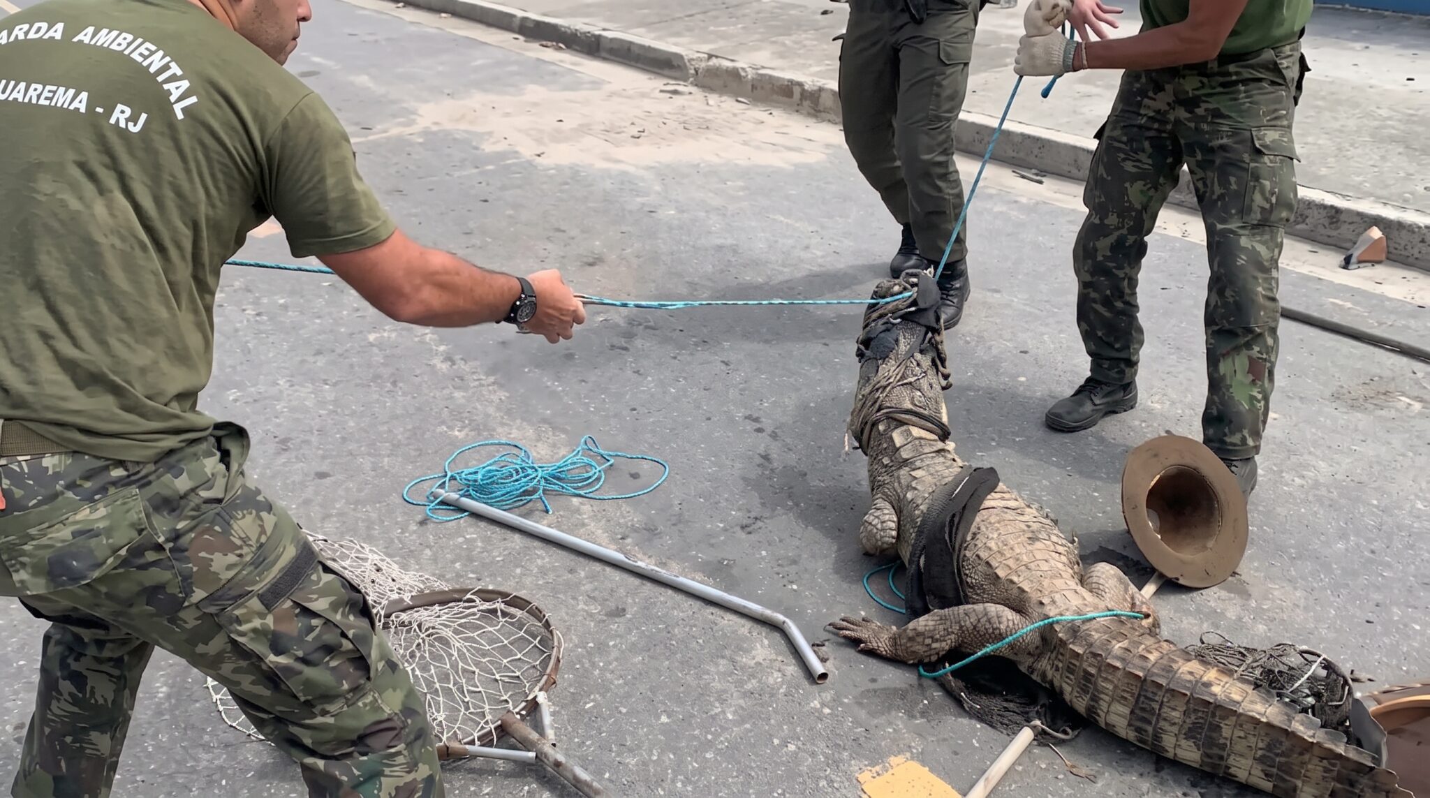 Simbolo Pvc Guarda Ambiental resgata jacaré-de-papo-amarelo em Jaconé | Prefeitura ...